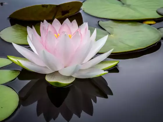 Reiki Meditasyonu: Bütün, Mükemmel ve Eksiksizsiniz