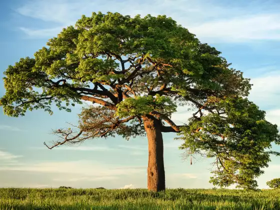 2023 ALBERO BASE - Classe 1 - 2023 -5