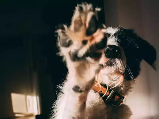 我們與動物的聯繫網絡研討會 6：特別問答