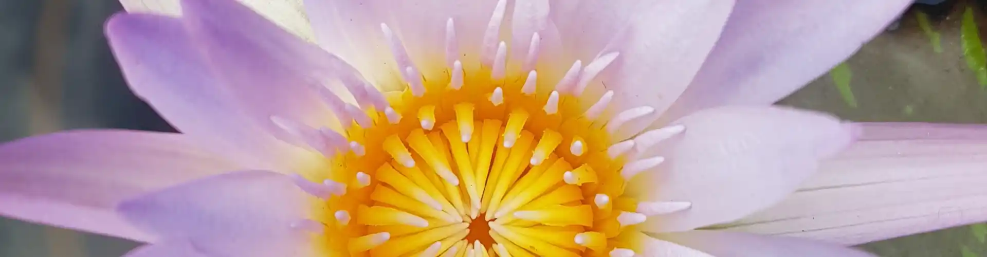 Die Chakra-Reise: Eine Erkundung des Chakra-Systems für Gesundheit und Heilung - Online Class by Megan Edge