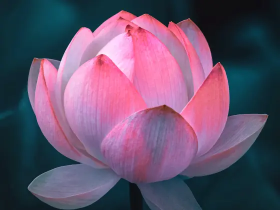 Reiki-Meisterschaftswochenende